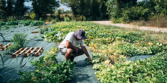 Canicules et sécheresses coûteront 0,1 point de croissance à la France en 2026, selon Bercy