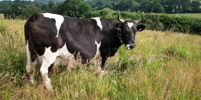 « Par ces chaleurs, on voit qu’on a fait le bon choix » : le pari d’élever des vaches rustiques, plus résistantes aux canicules