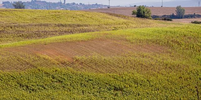 « Encore un été comme celui-là et il n’y aura plus de céréaliers dans le coin » : en Haute-Garonne, le maïs ou le sorgho ne résistent pas aux chaleurs extrêmes