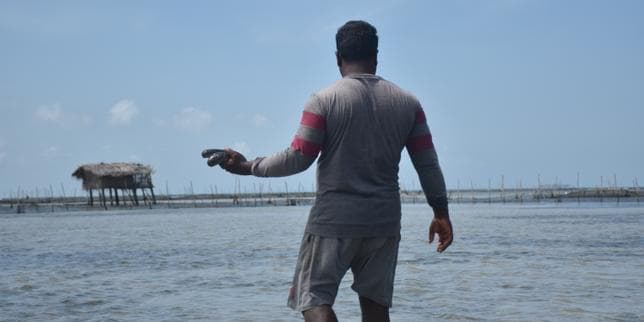 Au Sri Lanka, la course folle aux concombres de mer
