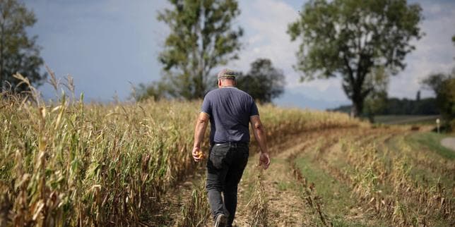 Le report du plan canicule pour l’agriculture inquiète face à la « détresse » dans les fermes frappées par la sécheresse et la chaleur