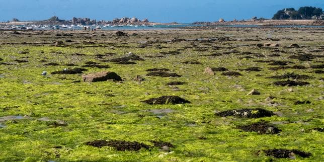 En Bretagne, les alternatives aux engrais de synthèse poussent discrètement