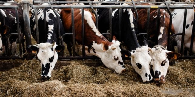 Négociations commerciales : la grande distribution déclenche les hostilités autour du lait
