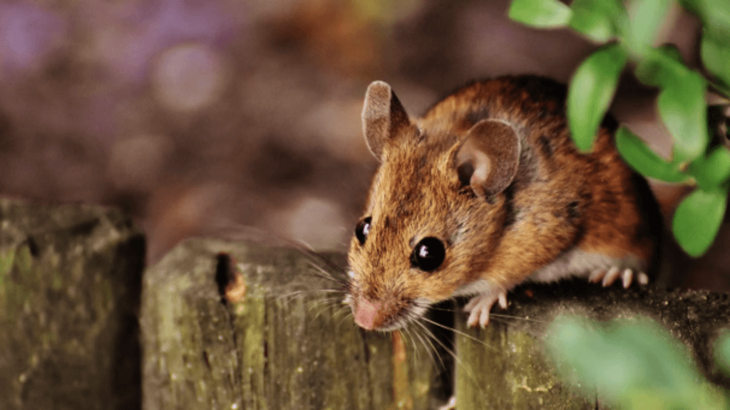 Des neurones humains dans le cerveau des souris : une bonne idée ?