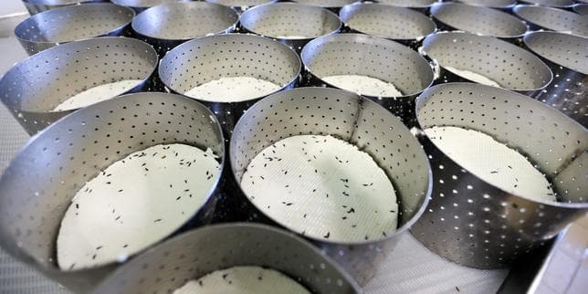 « Si cela se répète l’an prochain, ce sera la catastrophe » : l’inquiétude des producteurs de fromages après un été caniculaire