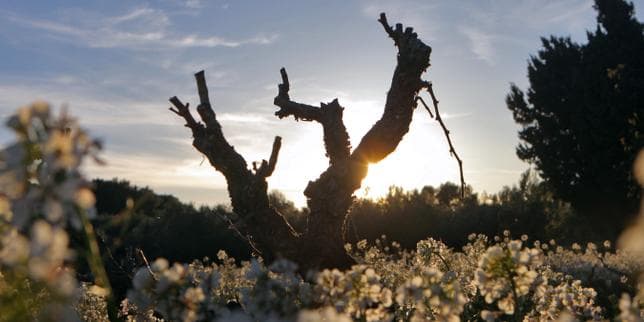 Le label des vins AOC, longtemps protecteur, fait face à des critiques croissantes