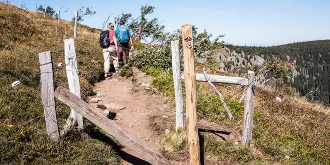 « Il faut parfois faire la police » : dans les Vosges, les conflits d’usage de la montagne entre éleveurs et randonneurs se multiplient