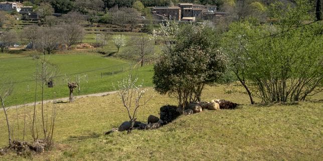 Dans le Gard, la canicule bouscule le calendrier de la transhumance et dégrade les finances des élevages