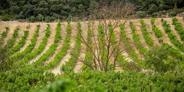Les aides à l’agriculture bio siphonnées par Bercy