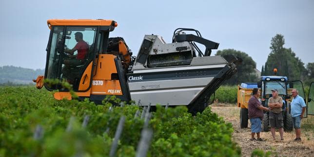 « En quarante-huit ans de métier, je n’ai jamais vu ça » : les fortes chaleurs précipitent les vendanges et font craindre de faibles rendements