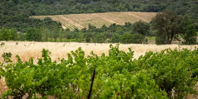 Vendanges : la récolte 2026 menacée par la sécheresse