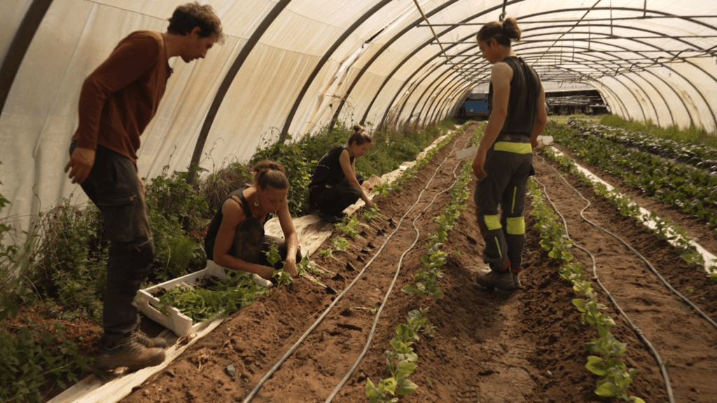 Agriculture biologique : Graine de Cocagne sème la relève