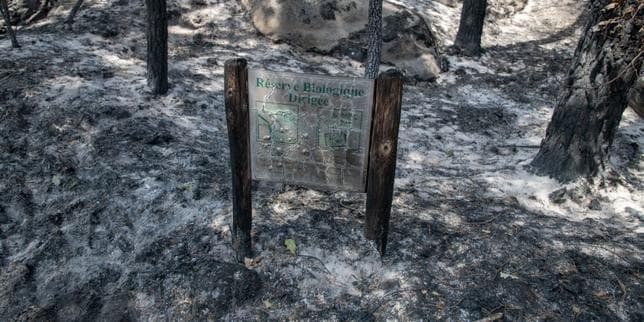 Au-delà des dommages causés à la forêt, le feu de Fontainebleau suscite une « profonde tristesse »