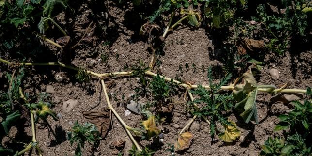 La sécheresse provoque un « effondrement » de la production de légumes : « Même irrigués, les jeunes plants n’ont pas survécu »