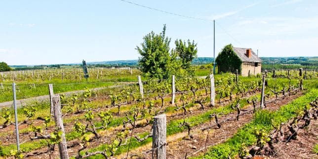 Dans la Sarthe, les vendanges sont prévues en août, du jamais-vu de mémoire de vigneron