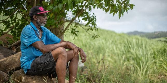 « Tout a brûlé » : en Martinique, l’agriculture souffre de la sécheresse persistante