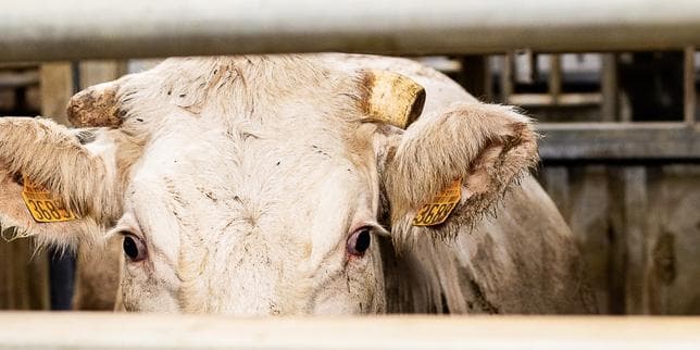 Le sauvetage sous pression de l’abattoir intercommunal d’Autun, à contre-courant du modèle industriel