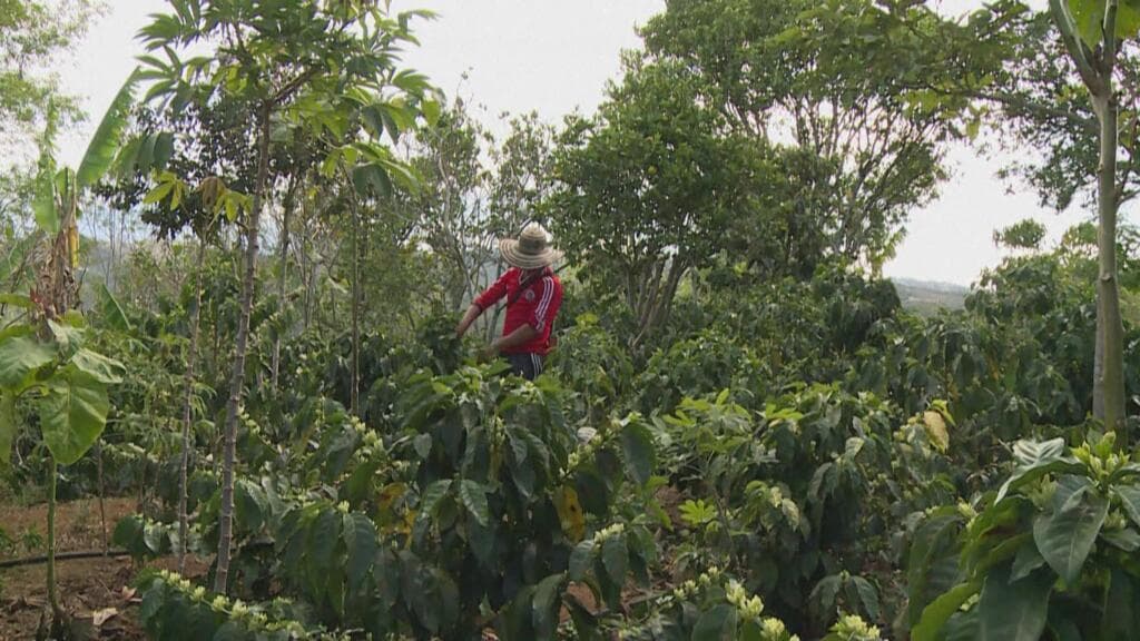 Colombie : le séisme pèse sur l'industrie du café et toute l'économie