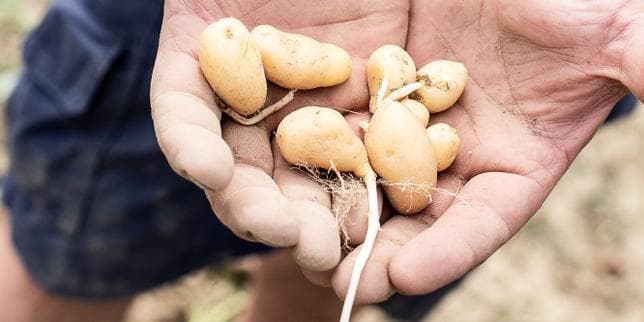 Sécheresse : Carrefour et Coopérative U prennent des mesures pour soutenir les producteurs de fruits et légumes