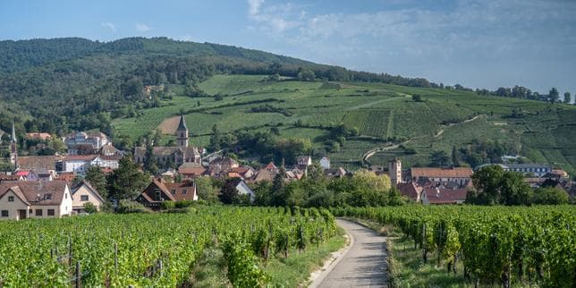A Ribeauvillé, en Alsace, dans la plus ancienne coopérative viticole de France
