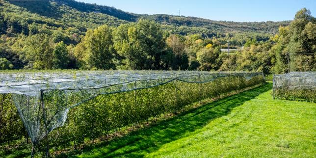 Dans le Tarn-et-Garonne, les pomiculteurs fragilisés par la dégringolade de la production